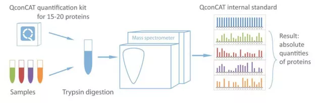 Neue Kits zur exakten Proteinquantifizierung mit Massenspektrometrie Bild: Neue Kits zur exakten Proteinquantifizierung mit Massenspektrometrie