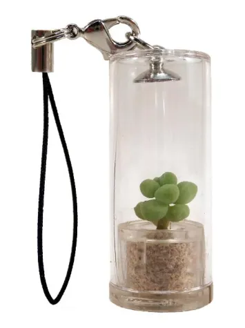 Bild: Die "Next Generation der Tamagotchi´s" - Minipflanzen to Go