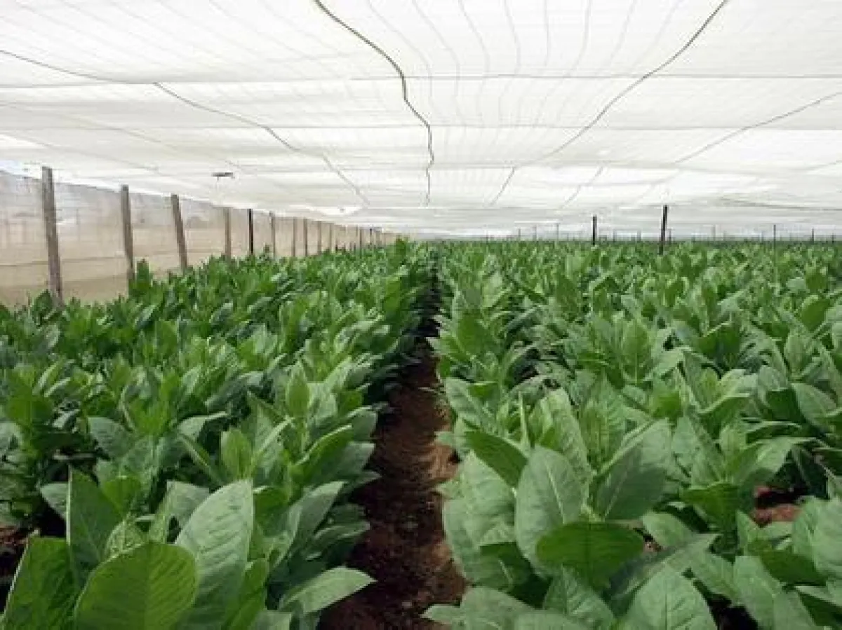 Auf diesen Tabakpflanzungen reift der Spitzentabak für die edlen Habanos.