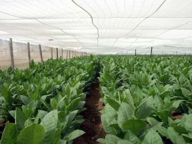 Bild: XIV. Habanos-Festival 2012: Täglicher Blog auf smokersplanet.de