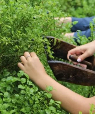 Bild: Die kulinarische Führerschein-Trilogie im Enztal 2015 - Kräuter-Sushi, Heidelbeersommer und Pilztorte