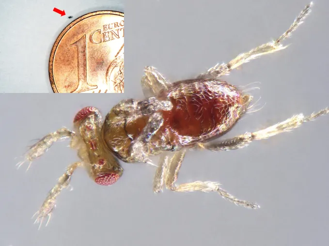 Sexualpheromon eines sandkorngroßen Insekts entschlüsselt Bild: Sexualpheromon eines sandkorngroßen Insekts entschlüsselt