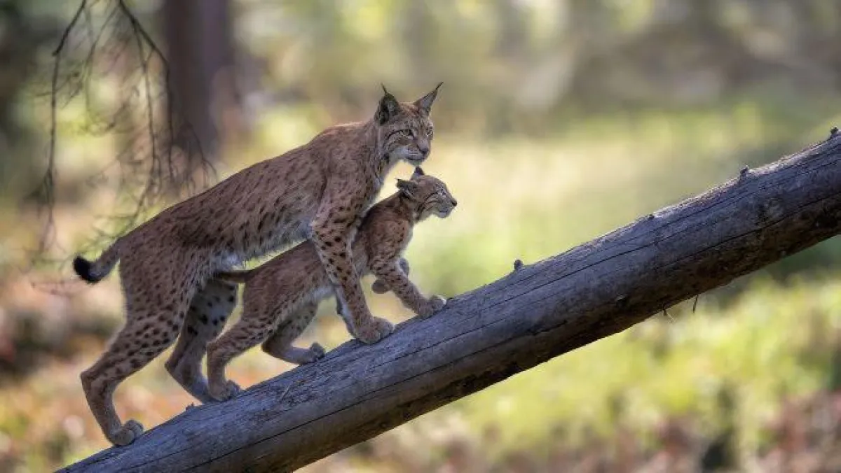 Copyright: Tourismuszentrale Fichtelgebirge/Wildpark Mehlmeisel/Gibkes