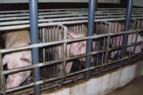 AGfaN begrüßt Lindemanns Tierschutzinitiative Bild: AGfaN begrüßt Lindemanns Tierschutzinitiative