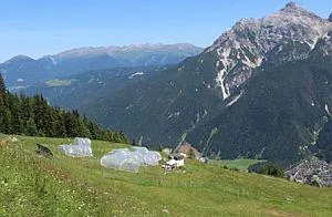 Bild: Bewirtschaftung von Bergwiesen beeinflusst Belastbarkeit gegenüber Klimaextremen