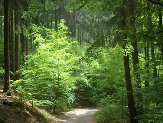 Bild: Thalfang, 02.05.2015. „Lesewanderung am Erbeskopf“