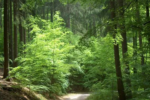 Bild: Thalfang, 02.05.2015. „Lesewanderung am Erbeskopf“