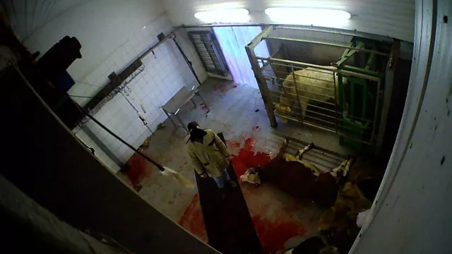 Bild: Schlachthof-Skandal aus Hürth bei Köln zieht Kreise bis in die Eifel 