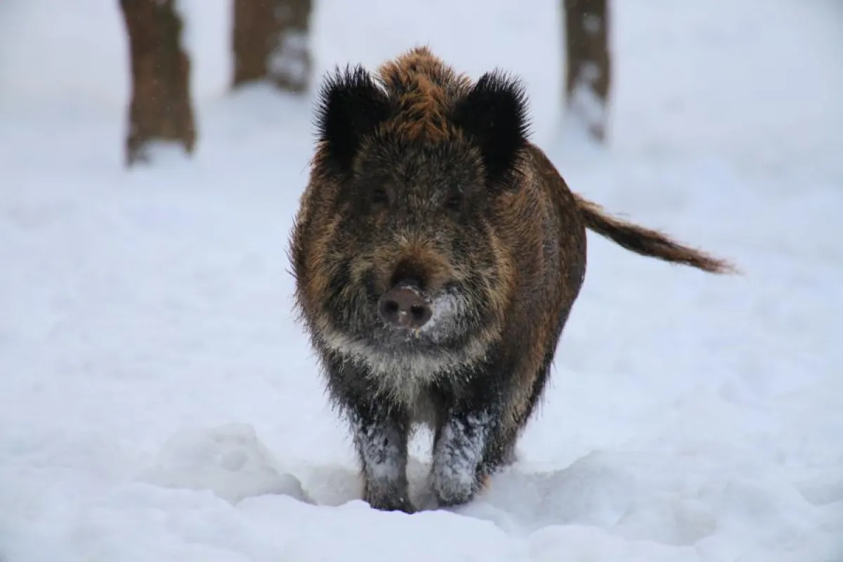 Wildschweine im Winter - Ein Erlebnis