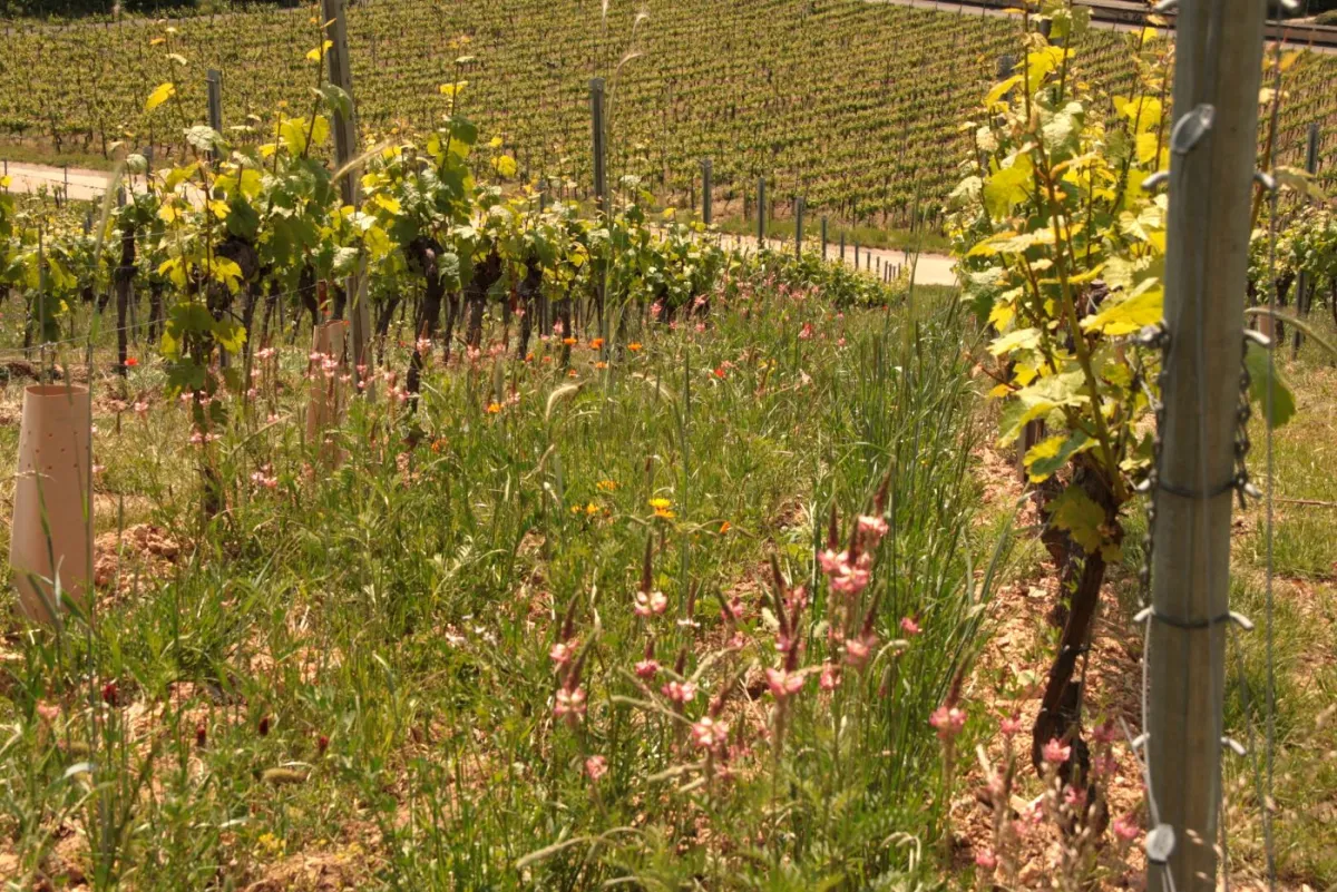 © Weingut Riffel (© Blühender Weinberg Scharlachberg)