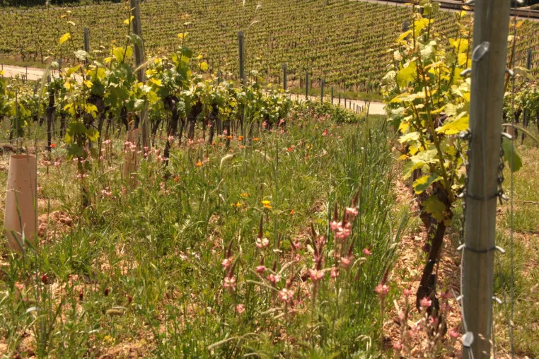 Bild:   10 Jahre biodynamisches Weingut: Riffel würde es wieder tun