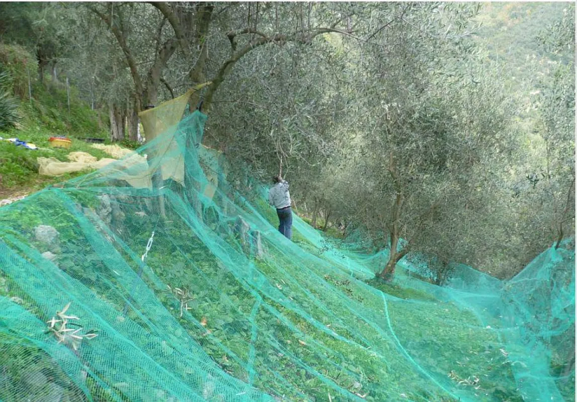 Mühselig: Olivenernte in einem Hain bei Camaiore Foto: www.urlaub-im-olivenhain.de