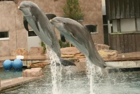 Wirtschaftsfachmann fordert mit Delfinschützern Rücktritt der Nürnberger Bürgermeister Bild: Wirtschaftsfachmann fordert mit Delfinschützern Rücktritt der Nürnberger Bürgermeister