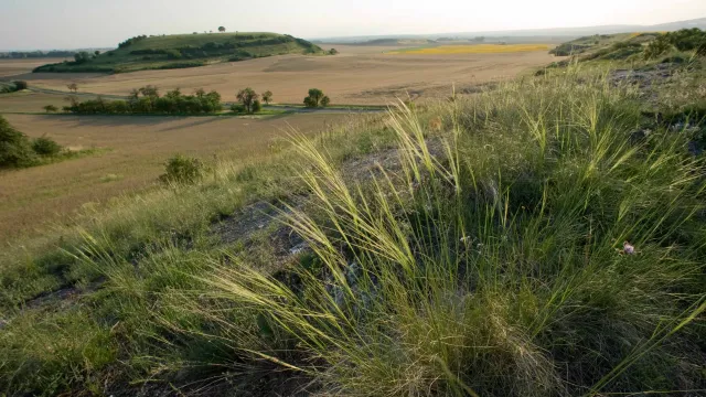 Bedrohte Steppenlandschaft in Deutschland Bild: Bedrohte Steppenlandschaft in Deutschland