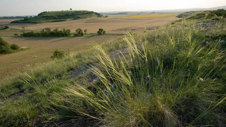 Bedrohte Steppenlandschaft in Deutschland Bild: Bedrohte Steppenlandschaft in Deutschland