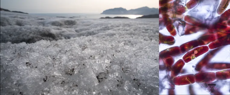 Bild: Widerstandsfähige Algen könnten Grönlands Eis schneller schmelzen lassen