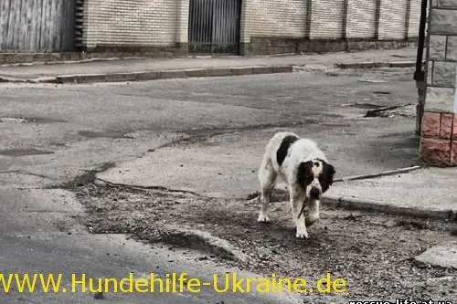 Bild: Das sinnlose Töten der Tiere für die EM geht weiter - Hundehilfe Ukraine e.V. ruft verstärkt zu Protesten auf