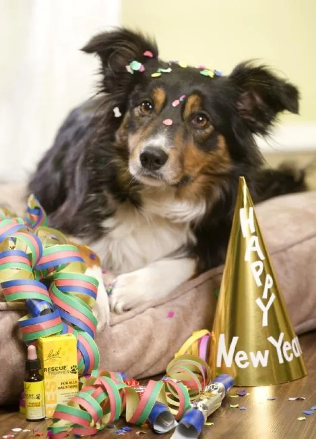 Ob Silvesterknaller oder andere tierische Aufregungen - Vierbeiner nehmen es dank RESCUE® Pets gelassen.