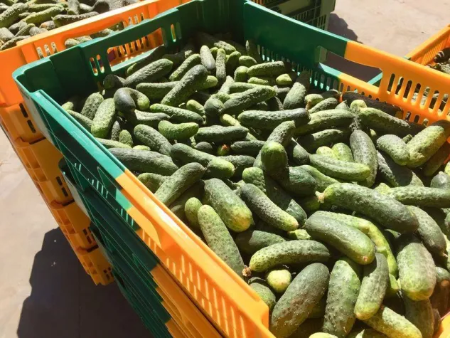 Die Wiederauferstehung der französischen Gewürzgurke Bild: Die Wiederauferstehung der französischen Gewürzgurke