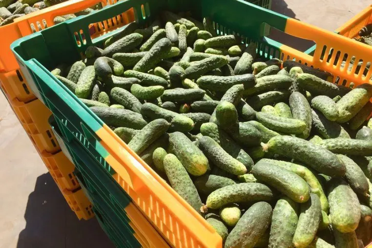 Bild: Die Wiederauferstehung der französischen Gewürzgurke