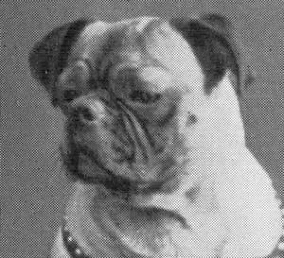 Gesunder Mops mit Nase 1915