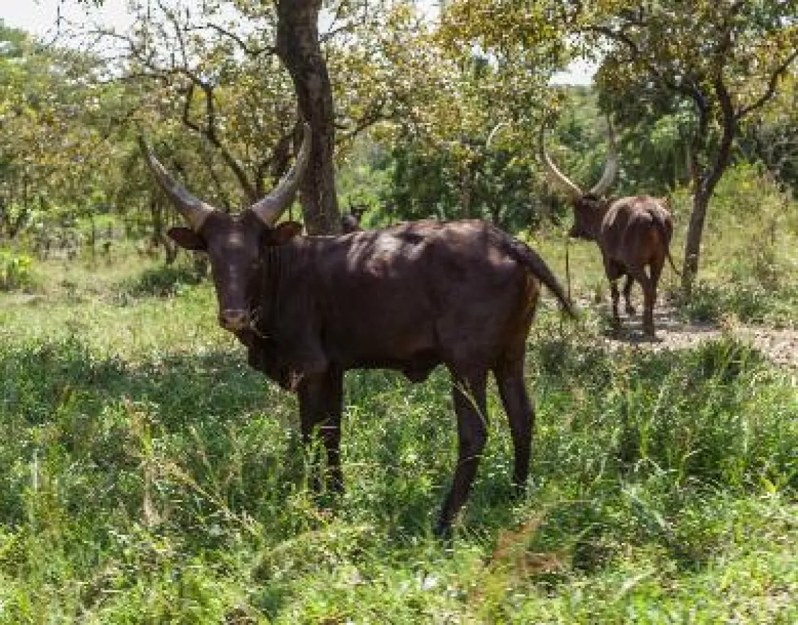 Ihr Dung ist Teil der Kreislaufwirtschaft im Bio-Baumwollprojekt Uganda