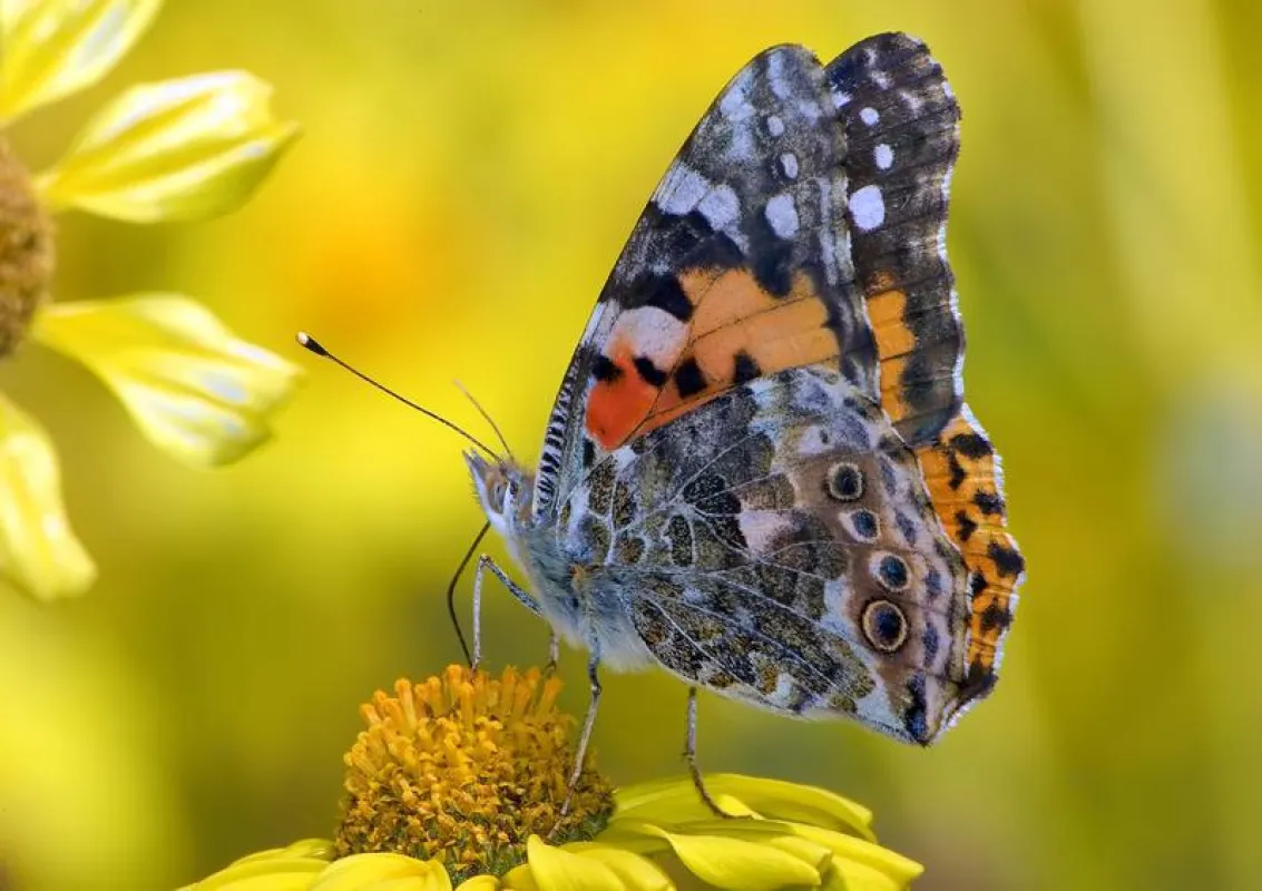 Nicht nur direkte Interaktionen von Artenpaaren wie blühende Pflanzen und Insektenbestäuber beeinflussen die Koevolution, sondern auch indirekte Effekte weiterer Spezies. (Mark A. Chappell)