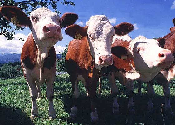 Bild: Milchviehernährung für Tierärzte, Landwirte und Berater in der Herdenbetreuung vom 26.-29. 04.
