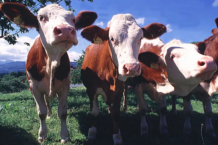 Milchviehernährung für Tierärzte, Landwirte und Berater in der Herdenbetreuung vom 26.-29. 04. Bild: Milchviehernährung für Tierärzte, Landwirte und Berater in der Herdenbetreuung vom 26.-29. 04.