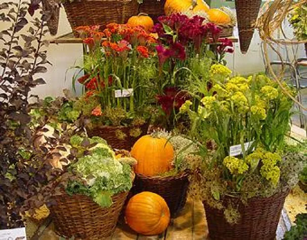 Bild: "Wernigeröder Gärtnermarkt" im Wernigeröder Bürgerpark am 29.September