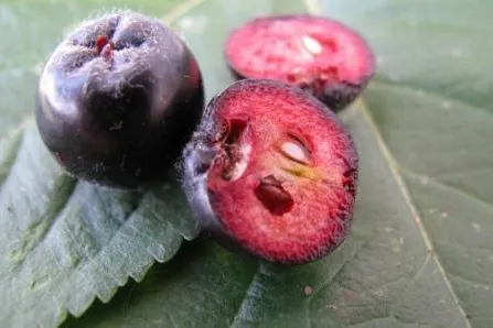 Bild: Aroniabeeren nicht zu früh ernten