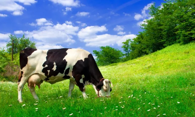 Bild: Die aktuellen Leistungen der Milchwirtschaft 