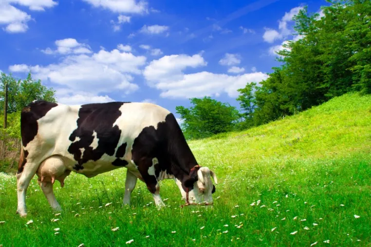 Die aktuellen Leistungen der Milchwirtschaft Bild: Die aktuellen Leistungen der Milchwirtschaft