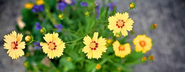 Bild: etagen-erika macht ab 1. April in Hamburg, Leipzig & München Balkone bunt