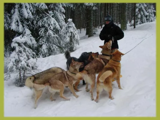 Bild: Winterurlaub mit Hund in Bayern Urlaub Tipps im Hotel Bayerischer Wald