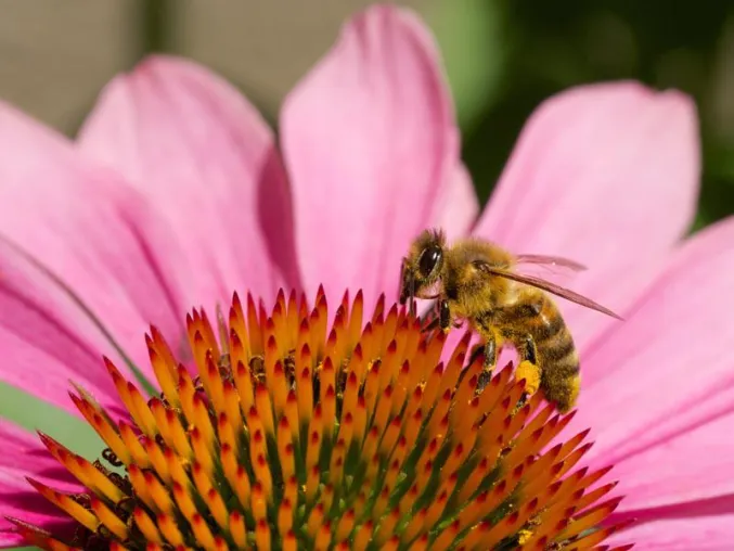 Bild: Jubiläumstagung 20 Jahre Demeter-Bienenhaltung in Kassel