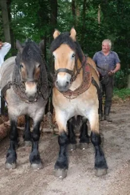 Bild: Bad Schmiedeberger Holzauktion in Reinharz