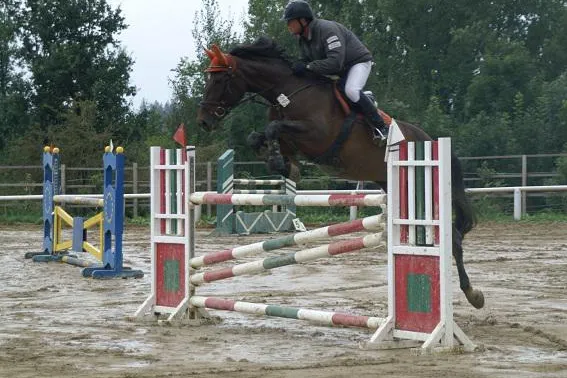 Nasses Jubiläumsturnier: Dressur und Springen beim Reit- und Fahrverein Altomünster Bild: Nasses Jubiläumsturnier: Dressur und Springen beim Reit- und Fahrverein Altomünster
