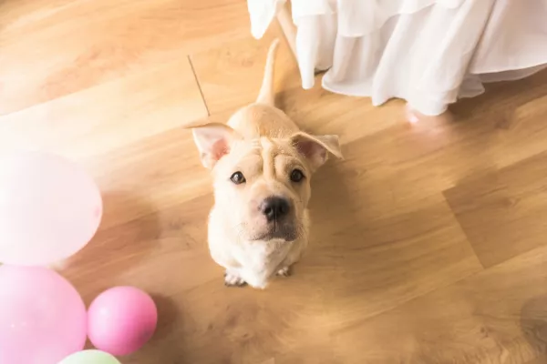Bild: Urteil des Amtsgerichts Köpenick zur Kaution bei Hundehaltung in Mietwohnung