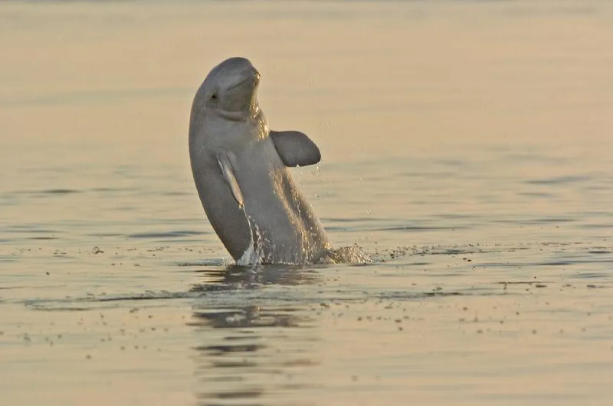 Belugawal am Kap Belushij