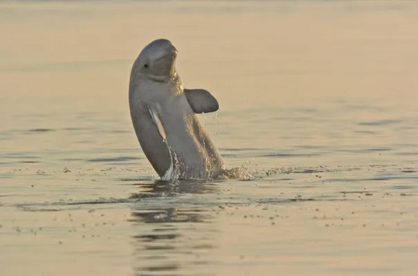 Bild: Wale-Watching in Karelien