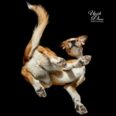 Bild: Einfach mal die Perspektive auf´s Haustier ändern!