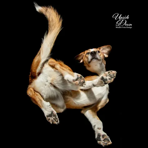 Bild: Einfach mal die Perspektive auf´s Haustier ändern!