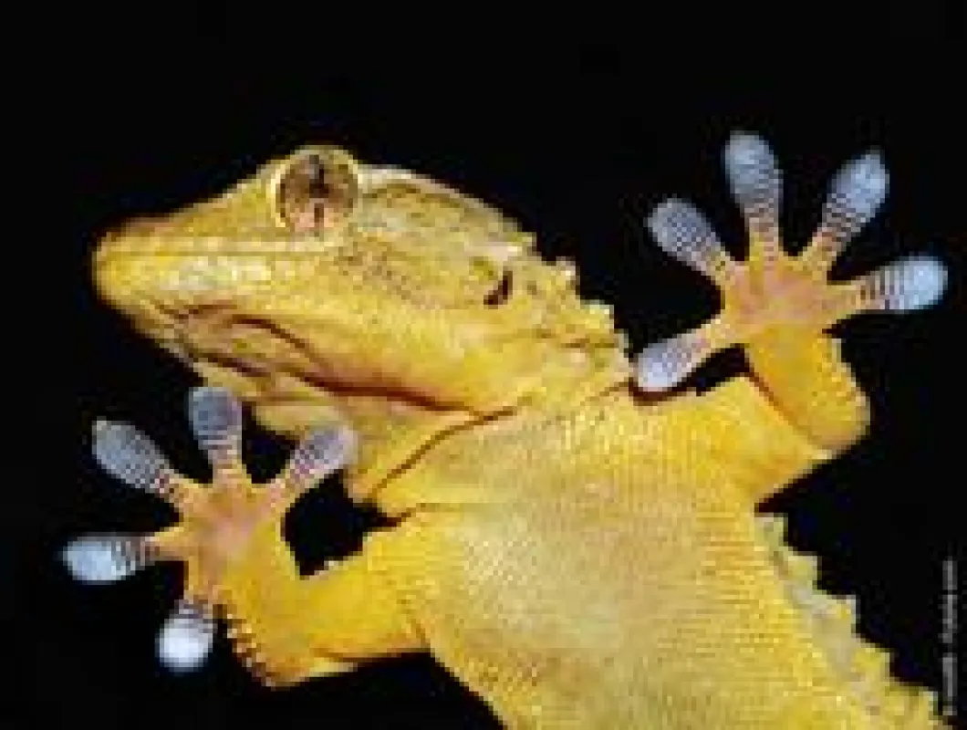 Senkrechte Wände rauf und runter klettern ohne den Halt zu verlieren ? wie schaffen Geckos das?  Fot