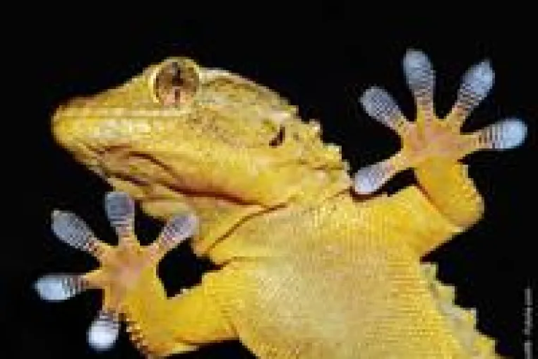 Wie haftet der Gecko ohne Klebstoff? Bild: Wie haftet der Gecko ohne Klebstoff?