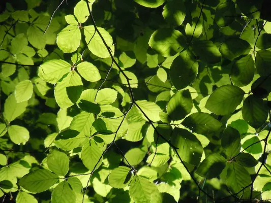 Bild: Neu im Veranstaltungskalender des Baumkronenpfades: Mythos Baum – Abendführung zu Kult und Magie der Bäume