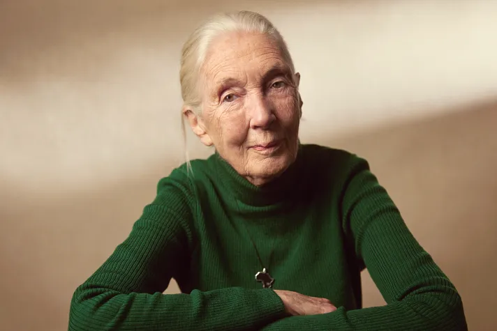 Universität Koblenz trauert um Dr. Jane Goodall Bild: Universität Koblenz trauert um Dr. Jane Goodall