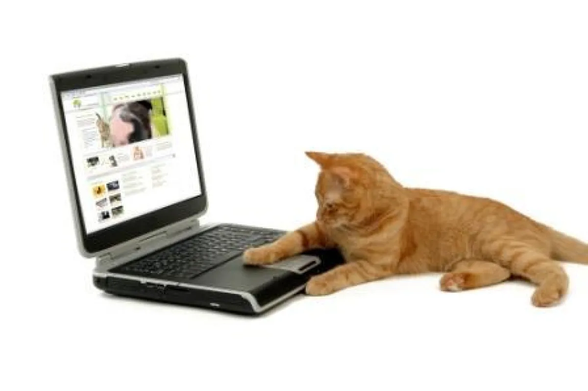 Das Katz- und Mausspiel hat ein Ende: Tierische Freunde treffen sich unter www.deine-tierwelt.de