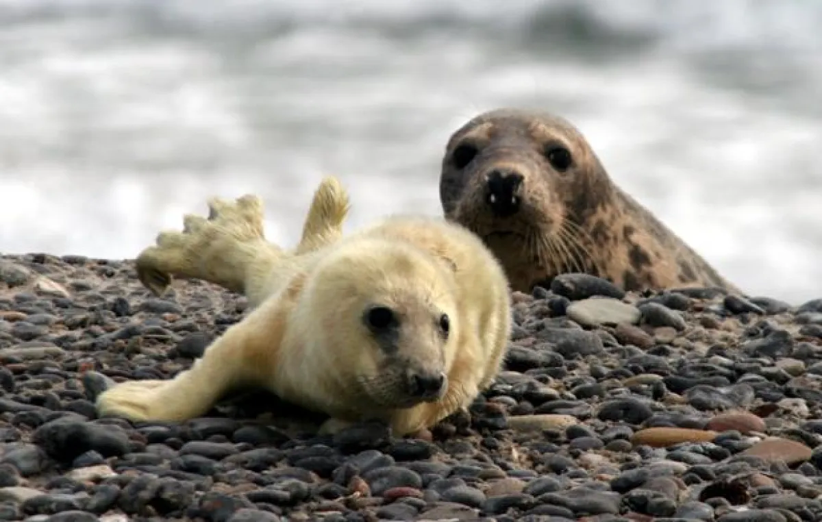Kegelrobben, Foto:Andreas Lampe