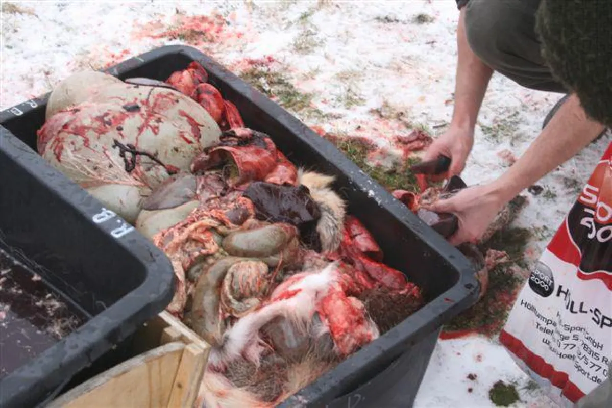 Wildfleisch ist ungesund
